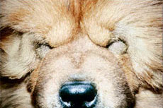 veterinarska ambulanta tommy entropijum