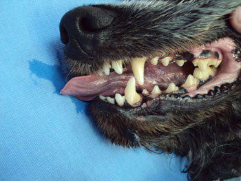 veterinarska ambulanta tommy skidanje kamenca