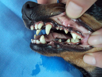 veterinarska ambulanta tommy cisti zubi