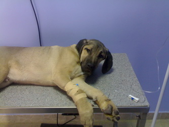 Veterinarska Ambulanta Tommy  Pas na infuziji