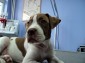 Cezar