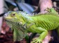 Iguana