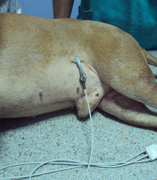 veterinarska ambulanta tommy kardiološki slučaj 3