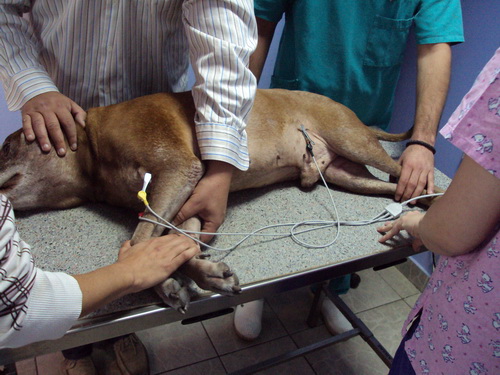 veterinarska ambulanta tommy kardioloski slucaj 2