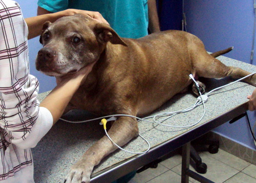 kardioloski slucaj veterinarska ambulanta tommy