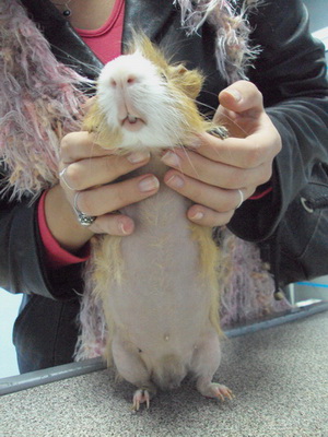 veterinarska ambulanta morsko prase posle tretmana