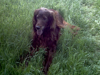 veterinarska ambulanta tommy irski seter