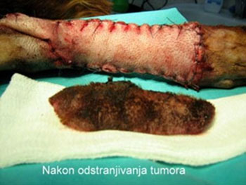 veterinarska ambulanta hirurgija tumor