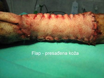 veterinarska ambulanta transplantacija hirurgija
