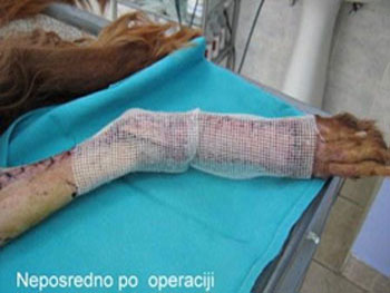 veterinarska ambulanta hirurgija oporavak