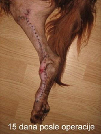 veterinarska ambulanta hirurgija skidanje konci