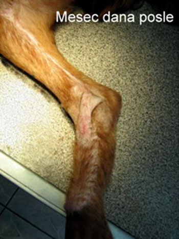 veterinarska ambulanta tommy mesec dana posle operacije