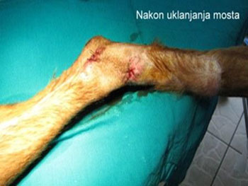 veterinarska ambulanta tommy hirurgija tumora