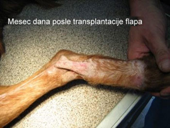 veterinarska ambulanta uklanjanje flapa